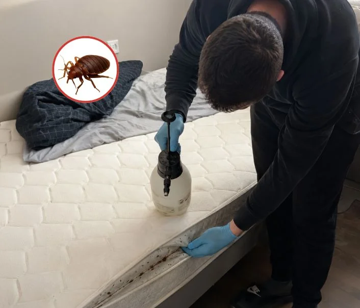 Technicien traitant un matelas contre les punaises de lit à Épiais-Rhus